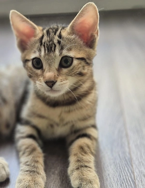 Bengal-Mix Weibchen   wunderschöne, liebevolle Katze