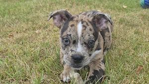 Jack-Russel- Boston Terrier Mischlings Welpen 