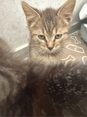 BKH EKH kitten 