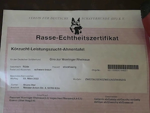 Schäferhund Welpen Bild 4