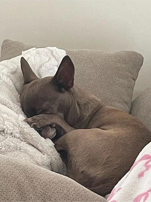 kleine liebebedürftige Maus