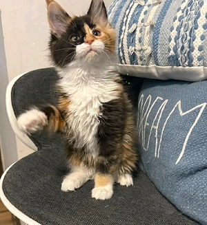    Süße Maine-Coon-Katze sucht ein liebevolles Zuhause   