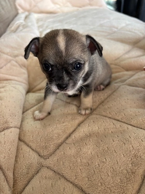 Chihuahua-Welpen 