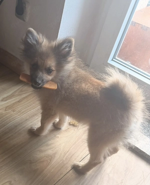 Pomeranian Deutsche Spitz