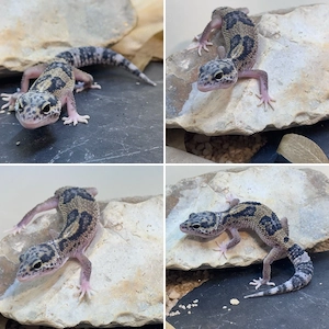 Leopardgecko Zwerge suchen noch