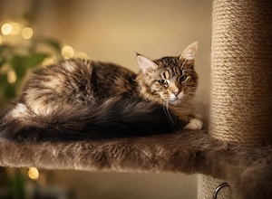 Reinrassige Maine Coon Polydaktyl 