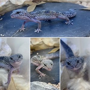 Leopardgecko Kobolde 