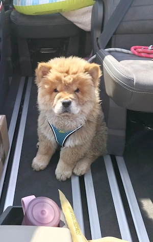 Chow Chow Welpen 2 Stück