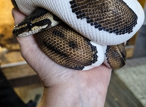 Königspython 0.1 Pied inkl. Terrarium komplett