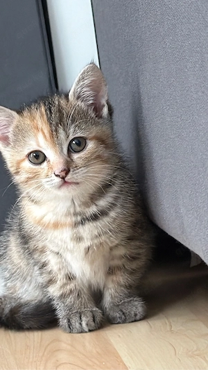 Süßes Britisch Kurzhaar Katzenbaby sucht liebevolles Zuhause    Bild 2