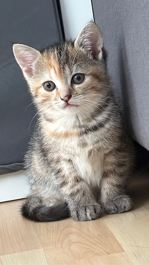 Süßes Britisch Kurzhaar Katzenbaby sucht liebevolles Zuhause    Bild 4