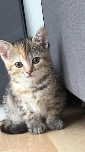 Süßes Britisch Kurzhaar Katzenbaby sucht liebevolles Zuhause   