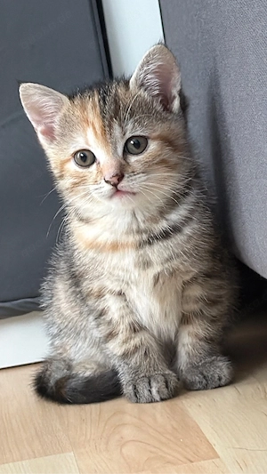 Süßes Britisch Kurzhaar Katzenbaby sucht liebevolles Zuhause    Bild 3