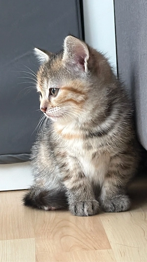 Süßes Britisch Kurzhaar Katzenbaby sucht liebevolles Zuhause    Bild 5