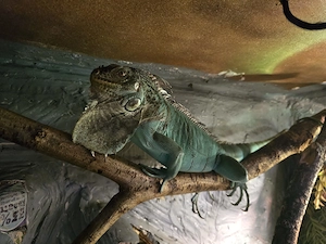 Biete blauen Leguan Iguana Iguana