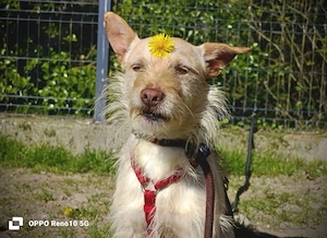 JOSHI    ein zarter Hundejunge 