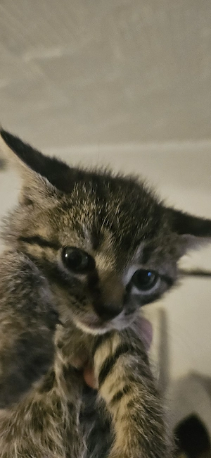 Kätzchen Babys!!!