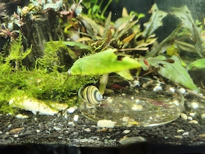 Asolene spixis zebraapfelschnecken 