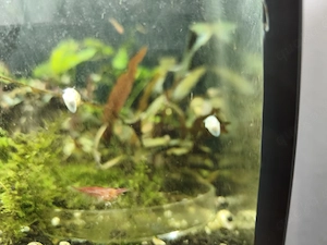 asolene spixi zebra Apfelschnecke