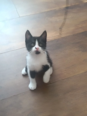 Maine-Coon-Mix-Kitten