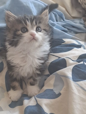 Baby Kätzchen 