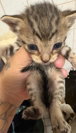 babykatzen Bild 2