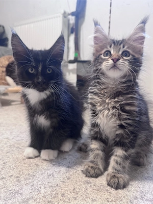 Maine Coon Reinrassig suchen neues zuhause!