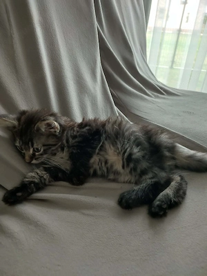 Babykatzen sucht neue Zuhause 