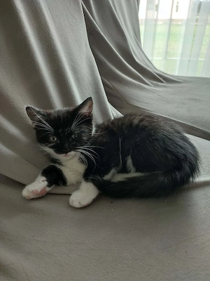 Babykatzen sucht neue Zuhause 
