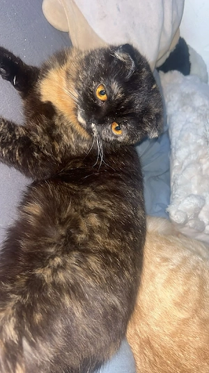 Bkh Katzen 