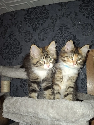 XL Maine Coon Kitten nur noch 2 Kater + 1 Katze