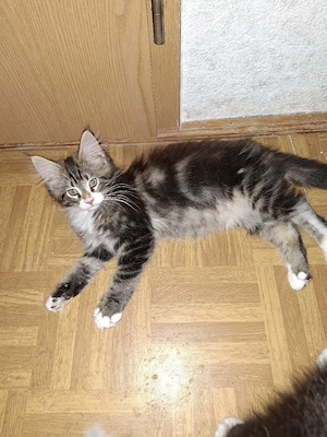XL Maine Coon Kitten nur noch 2 Kater + 1 Katze