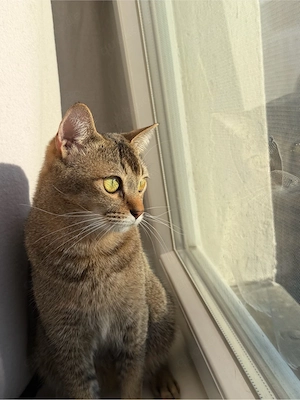 kater abzugeben