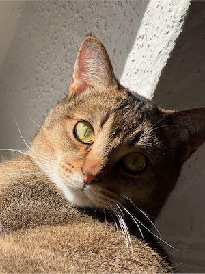 kater abzugeben