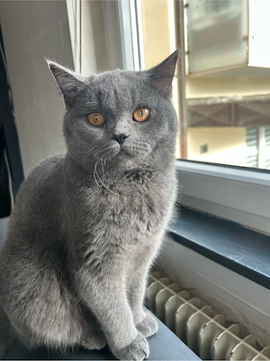 BKH-Katze 