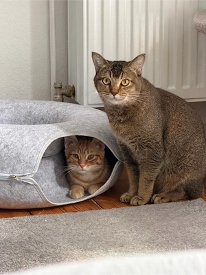 2 kater abzugeben