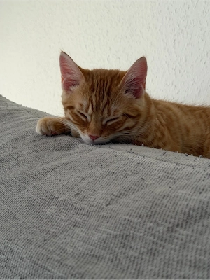 babykatze abzugeben