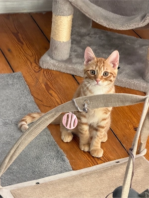 babykatze abzugeben