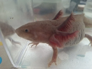 Axolotl Copper
