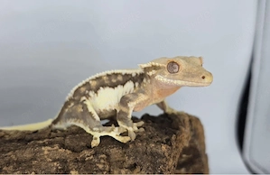 Correlophus ciliatus 0.1 adult 