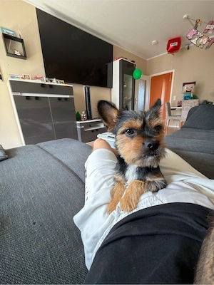leo 1 jahr alt mix york  sucht neues zuhause