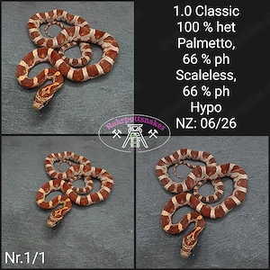 Kornnatter 1.0 Classic het Palmetto 