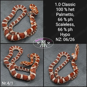 Kornnatter 1.0 Classic het Palmetto 
