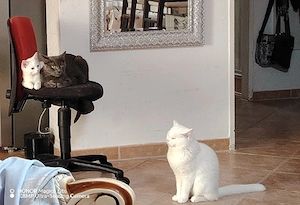 Fluffige Süße weiße Kätzchen 