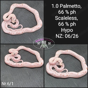 Kornnatter 1.0 Palmetto 66% ph Scaleless 