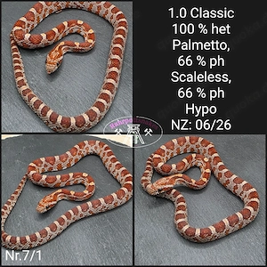 Kornnatter 1.0 Classic het Palmetto 