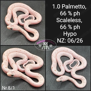 Kornnatter 1.0 Palmetto 66% ph Scaleless 