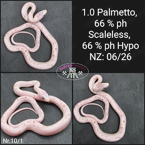 Kornnatter 1.0 Palmetto 66% ph Scaleless 