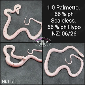 Kornnatter 1.0 Palmetto 66% ph Scaleless 