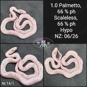 Kornnatter 1.0 Palmetto 66% ph Scaleless 